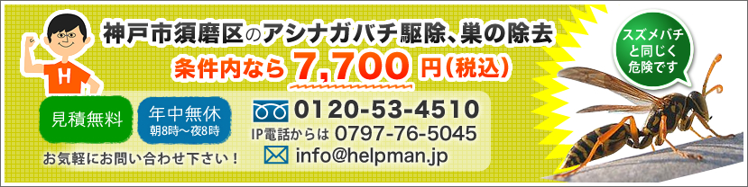 神戸市須磨区のアシナガバチ駆除、巣の除去。安心価格でお受けいたします！